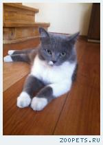 кошка