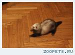 хорёк