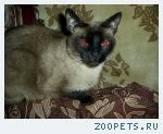 Сиамский кот