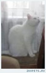 белый кот