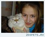 белый британский вислоухий кот "Кексик".