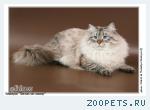кОТ БЕЛОГО ОКРАСА, ПУШИСТЫЙ
