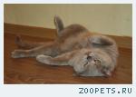 кот британец