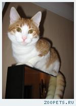 кот Тишка