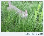 Кот,Шотландская прямоухая