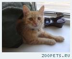 Кот, без породистый