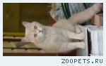 кошечка