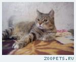 Кошка Муся