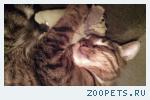 Котёнок