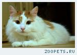 Пропал котик 
