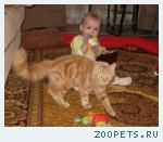Кот, беспородный но похож на норвежского лесного