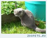Кошка