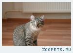 Кошка Буся