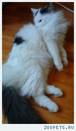 Кошка