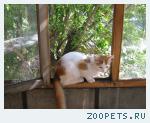 домашний кот
