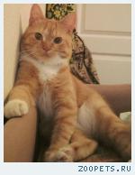 Кот рыжий
