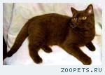 кот, британец