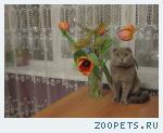 КОТ вислоух, серый