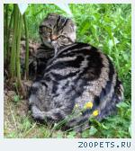 Шотландский вислоухий кот