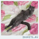 Кот, домашний 