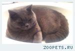 Кот, британская коротношерстная (не вислоухий)