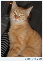 Кошка
