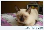 Тайские котята
