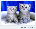 Британские плюшевые Серебристые котята (Вискас) Шоу-класс!