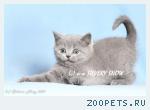 Британские котята - супер-р-р-р котята! ! !