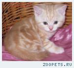 Британские мрамоные котята  из питомника VIVIAN.