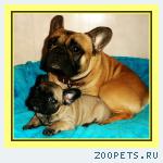 Французский бульдог