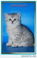 Британские котята из питомника Daryacats