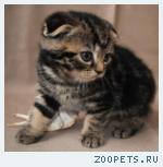 Шотландские котята редких окрасов