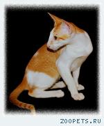 ориентальные котята