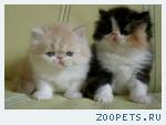 Персидские котята
