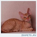КОРНИШ-РЕКС кудрявые котята