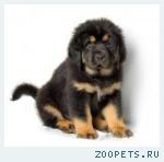 Продажа редкой породы щенков- Тибетский мастиф!