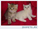 продам британских котят
