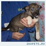 Карапузы  ищут дом и доброго хозяина
