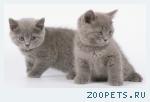 Британские кошечки