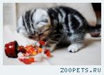 Шотландские котята редких окрасов
