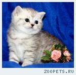 Британские плюшевые Серебристые котята с изумрудными глазами!