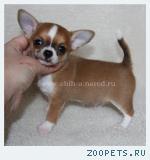 Щенки ЧИХУАХУА