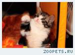 Продаю шотланских котят