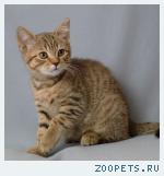 Британские котята шоколадного окраса из Питомника Ольги Барсуков