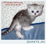 Британские котята вискас из питомника VIVIAN.