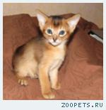 Абиссинские котята