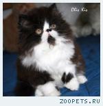 Персидские котята.