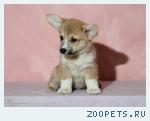 вельш корги пемброк щенок