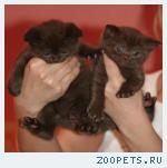 Шоколадные и Лиловые Британские Котята